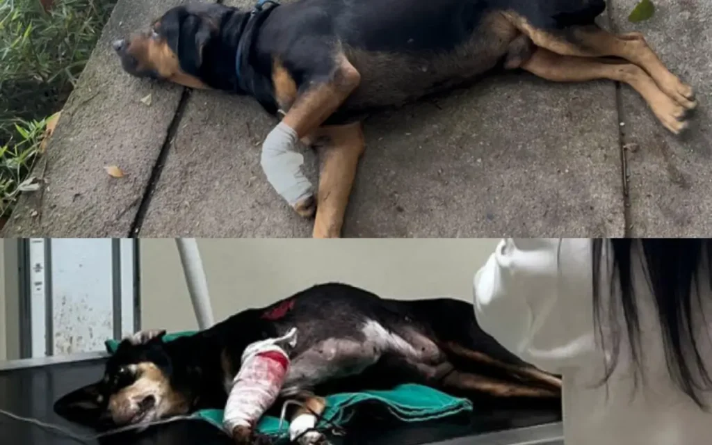 Animais baleados no Rio