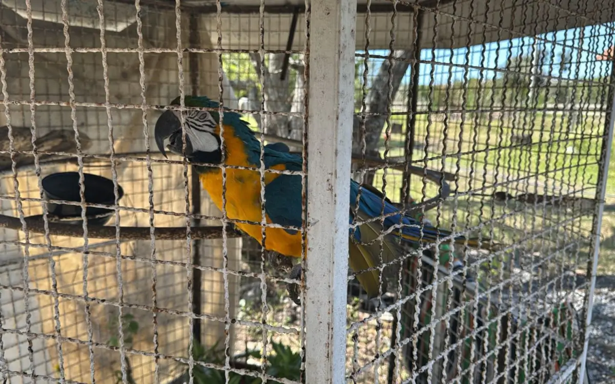 Inea resgata mão-pelada e arara Canindé