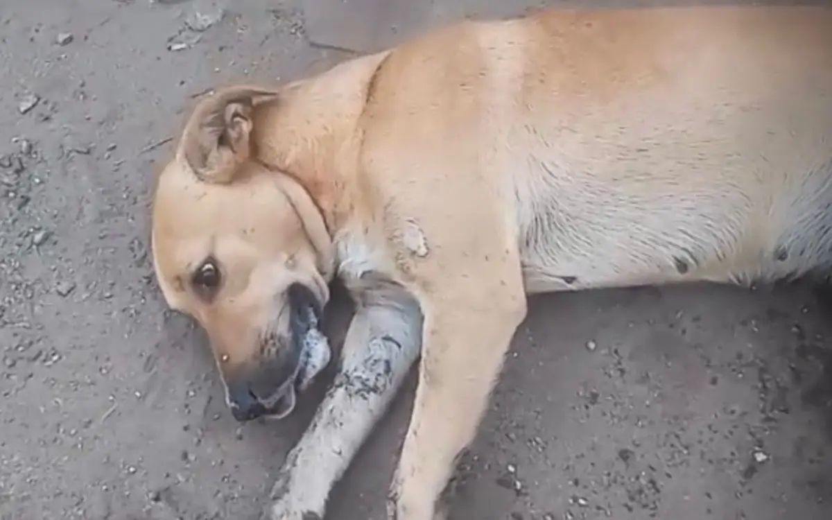 Cachorros foram envenenados por chumbinho