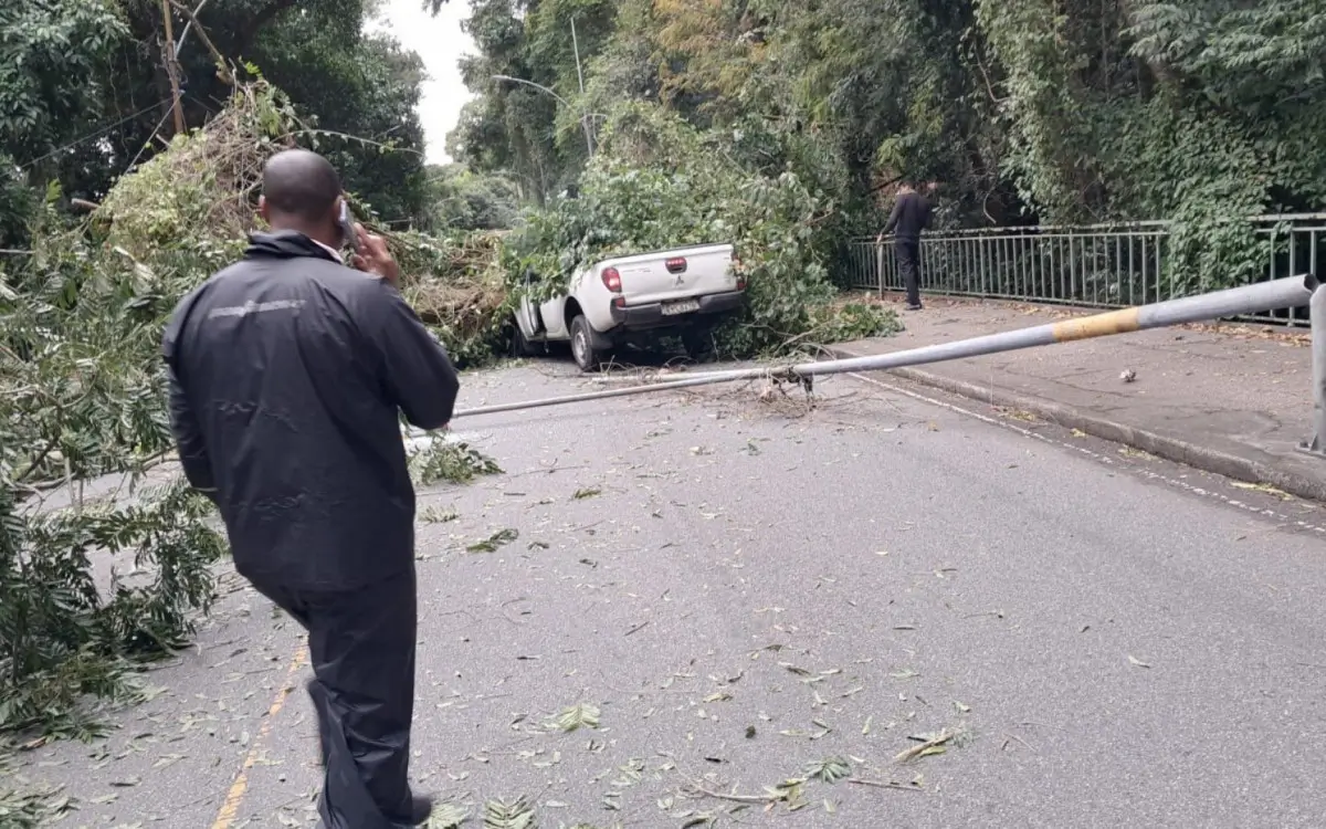 Carro Esmagado por árvore