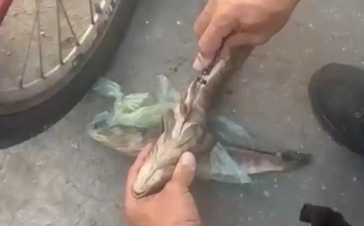 drogas dentro de peixe