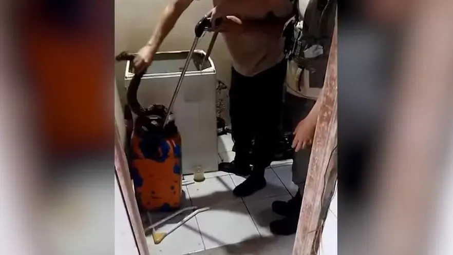 jiboia de dois metros em Araruama