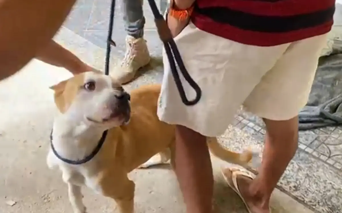 Pitbulls são resgatados