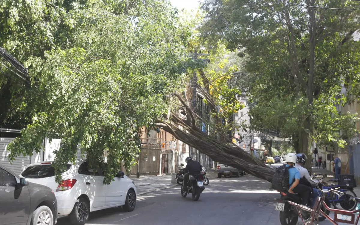 queda de árvore em Botafogo