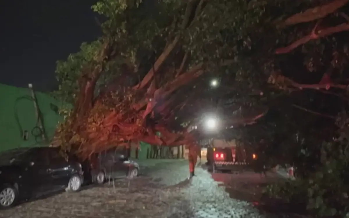 temporal derruba árvore em Cabo Frio