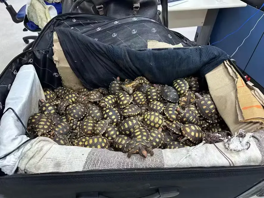 tráfico de animais no Rio