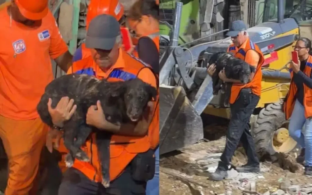 Cachorro resgatado em Olinda