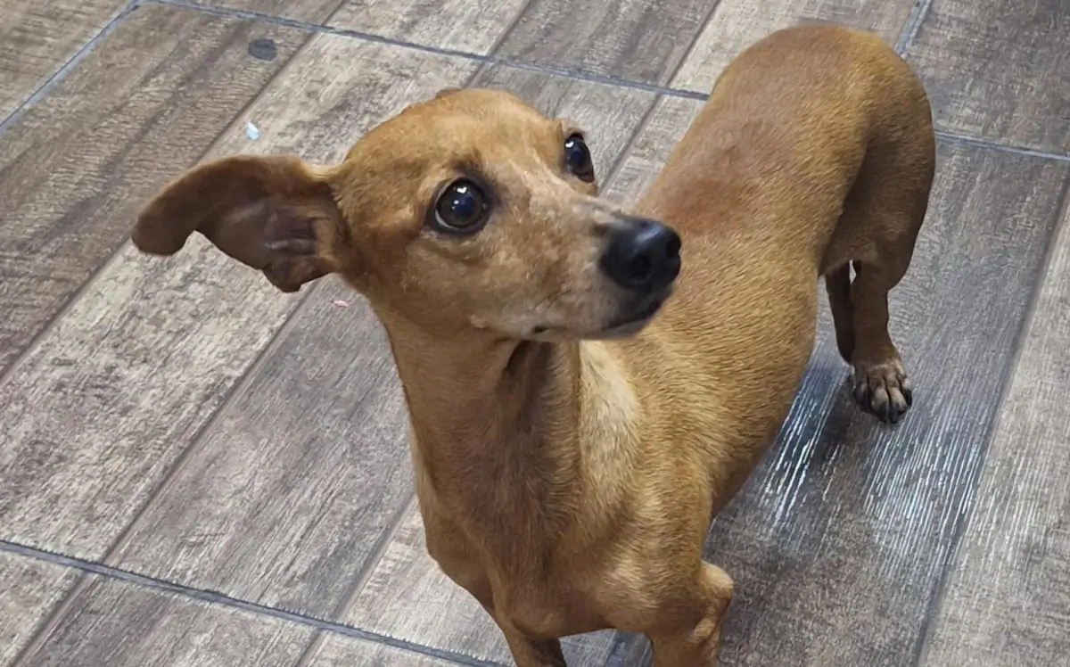 Cadela Luna