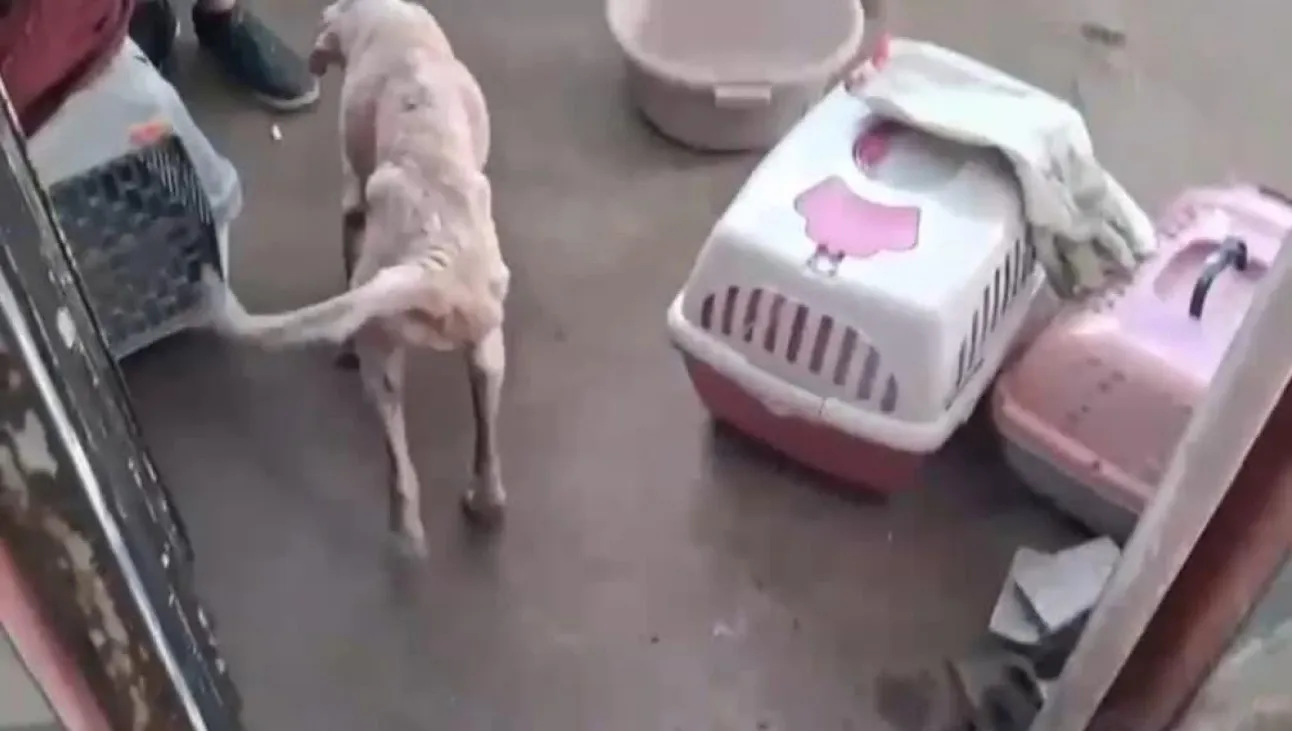 caso de maus-tratos a animais no Rio