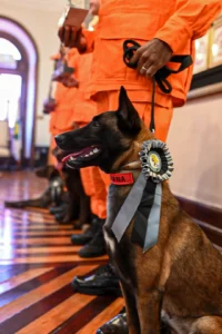 Cães dos Bombeiros