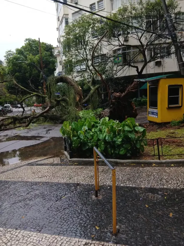 Árvore caiu na Rua General Glicério, em Laranjeiras