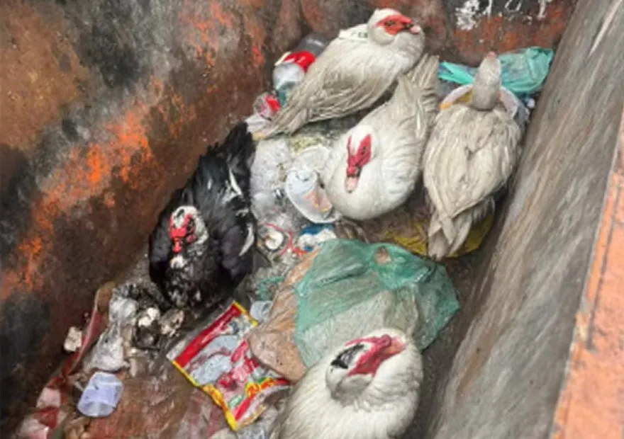 Cinco aves resgatadas em caçamba no Rio