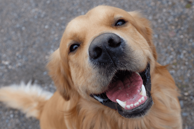 Golden Retriver