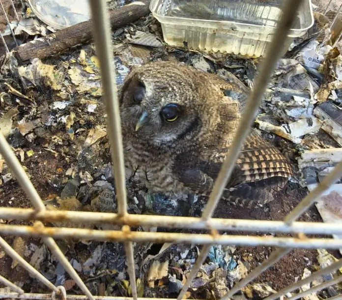 Inea apreende animais silvestres em Búzios
