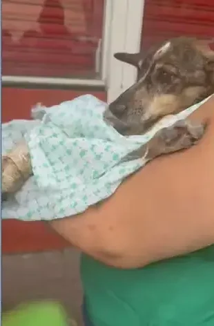 mulher abandona cadela ferida na Taquara