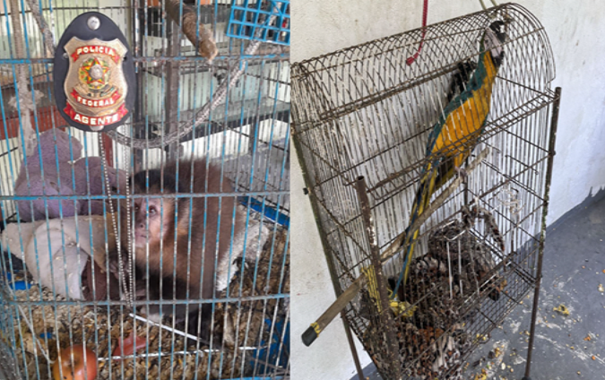 Mulher é presa em Mangaratiba por manter animais silvestres e falsificar documentos