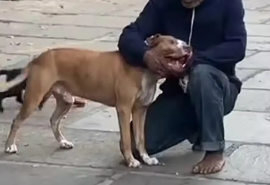 Pitbull mata poodle a dentadas no Catete
