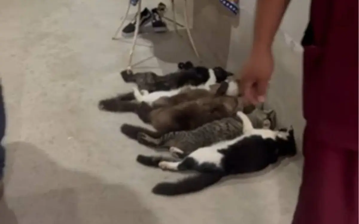 Comércio de sangue de gatos
