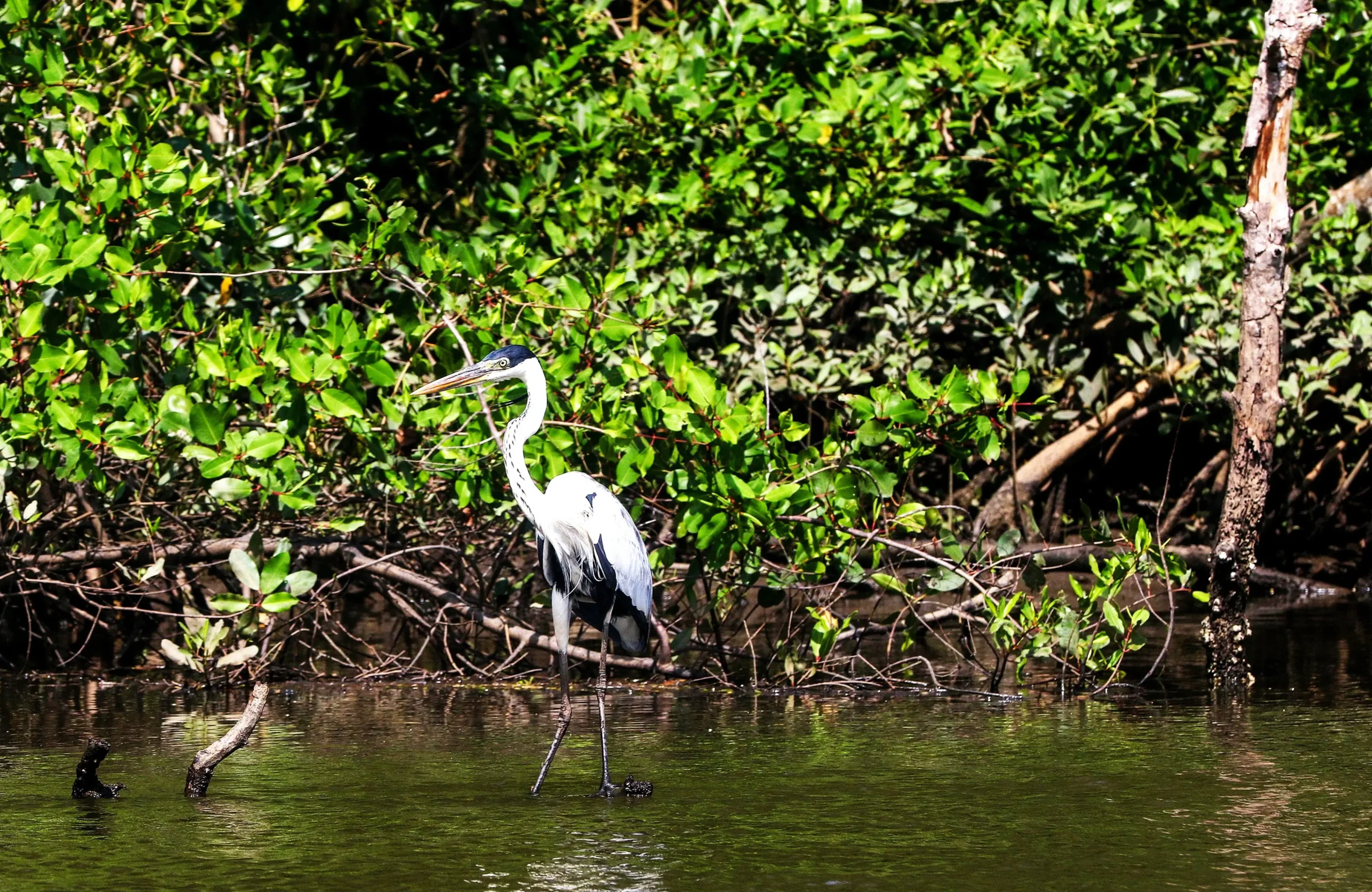 manguezais da Baía da Guanabara
