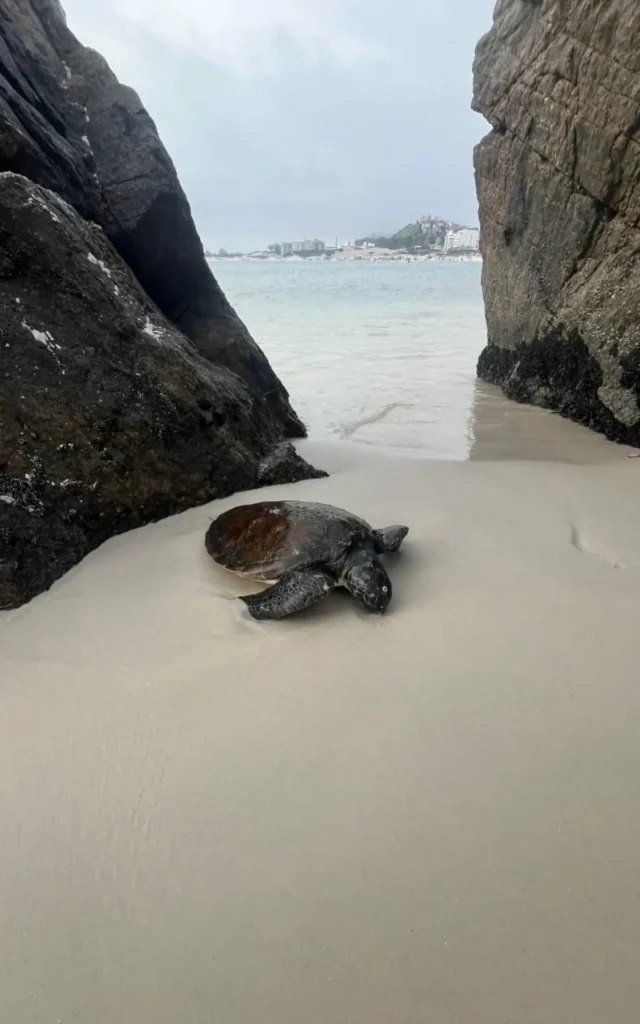 Tartaruga encontrada morta em Arraial do Cabo