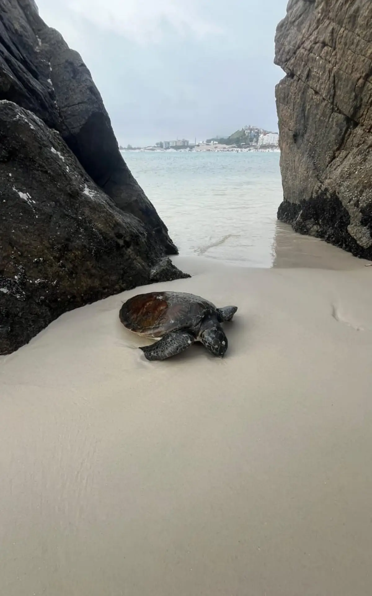 Tartaruga encontrada morta em Arraial do Cabo