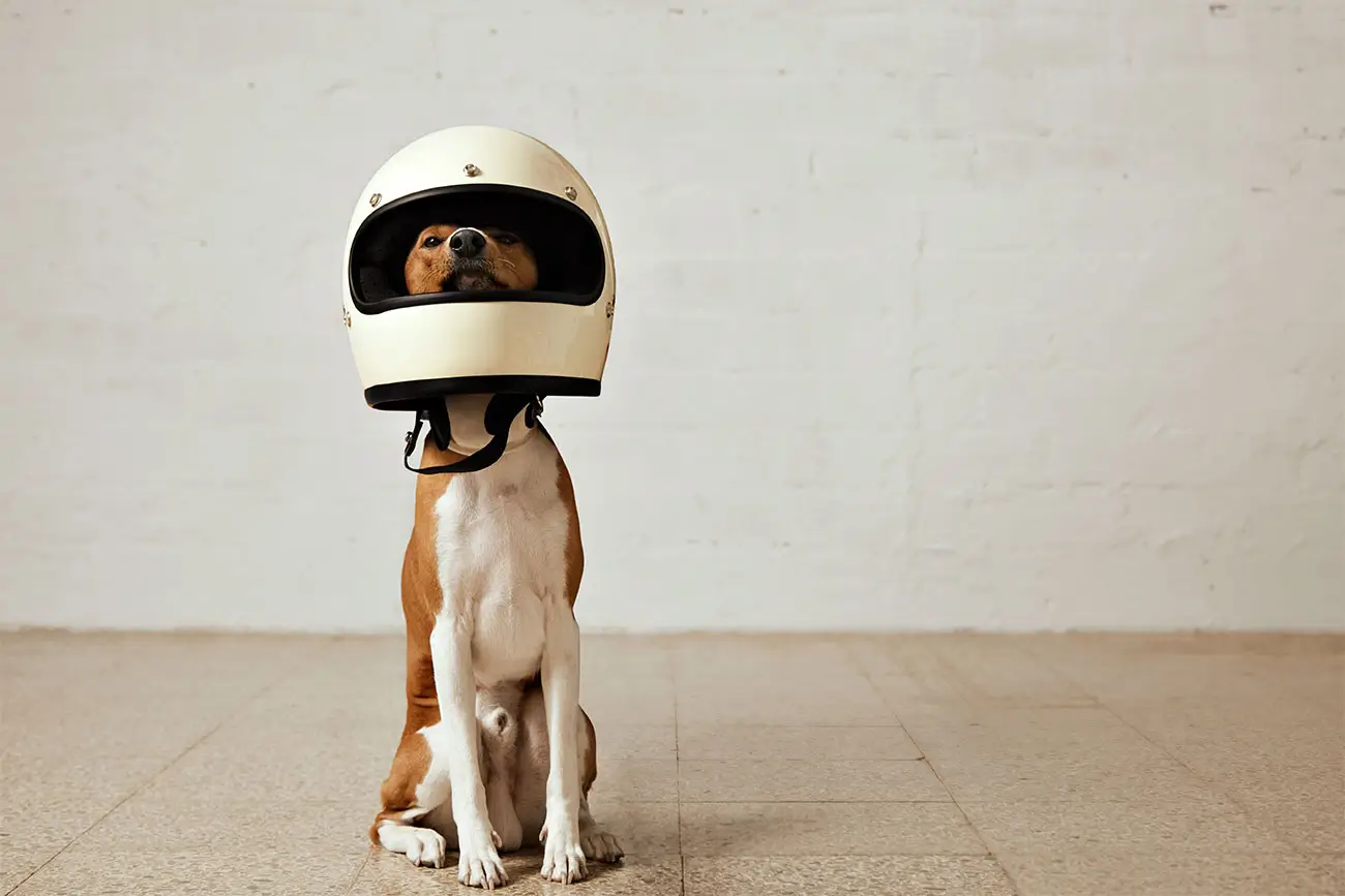 Cachorro de Capacete