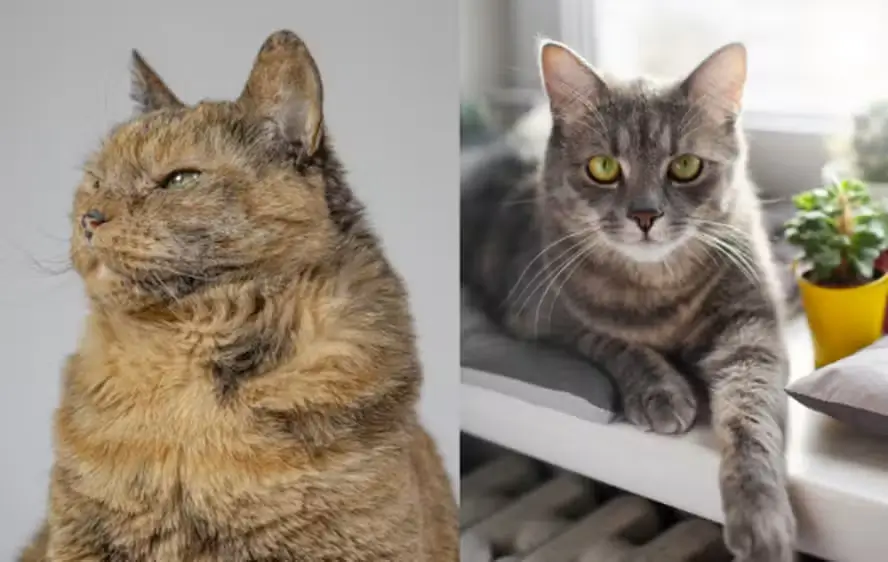 Custódia de gato