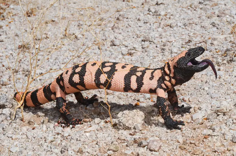Monstro de Gila