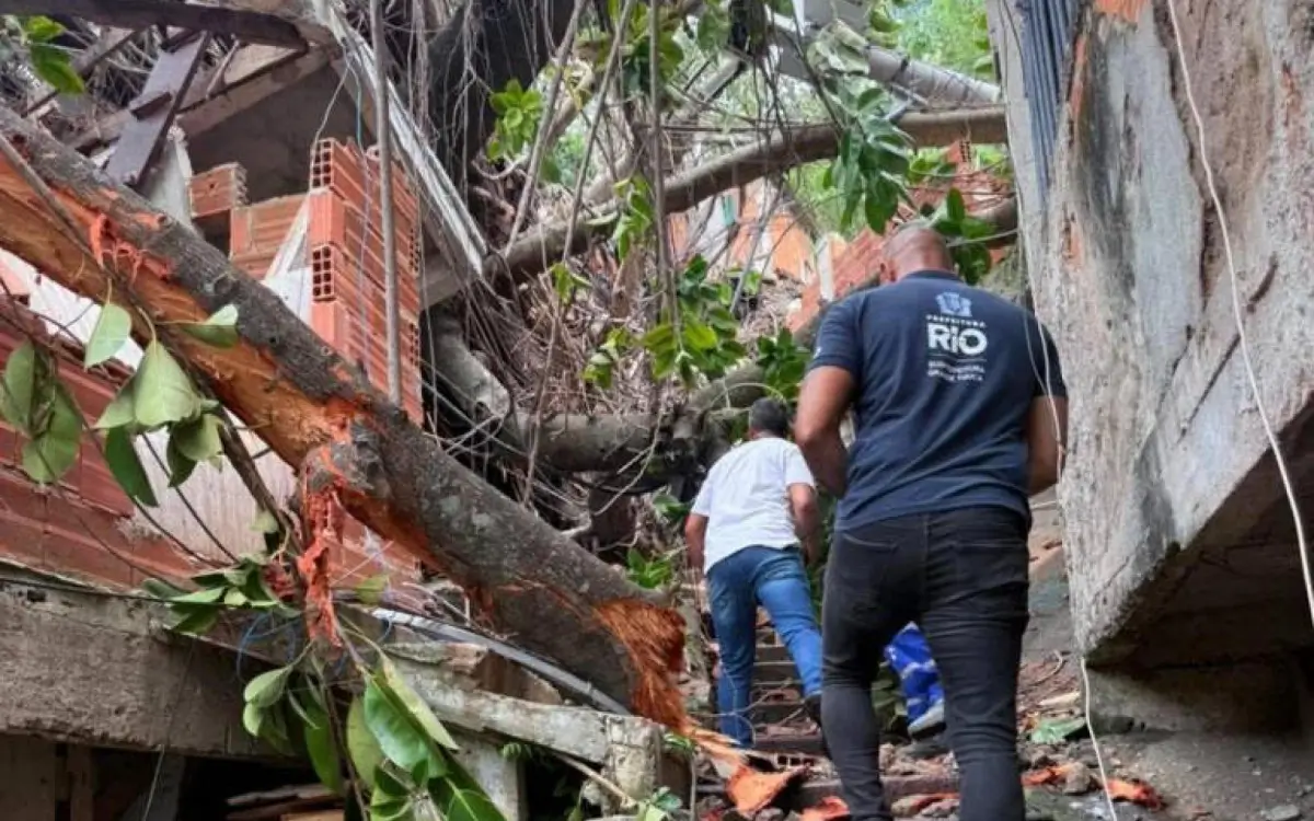 Árvore gigante cai no Morro dos Macacos