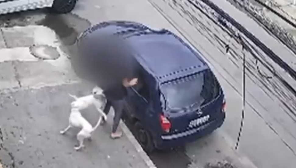 ataque de pitbulls em Realengo