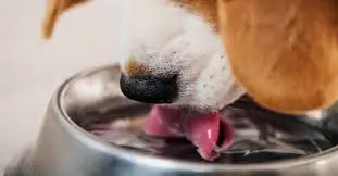 Cachorro bebendo água