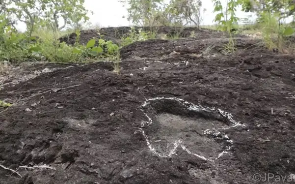 pegadas fossilizadas de dinossauros na Amazônia