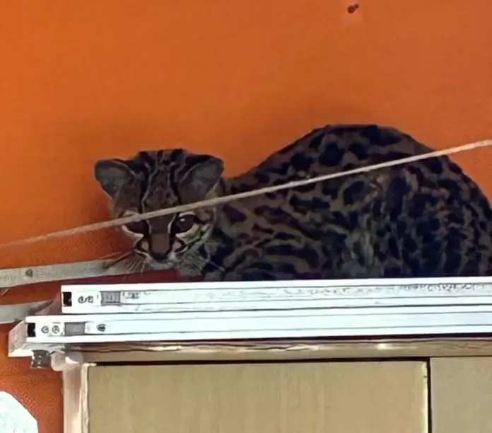 Gato-maracajá resgatado em Campos dos Goytacazes