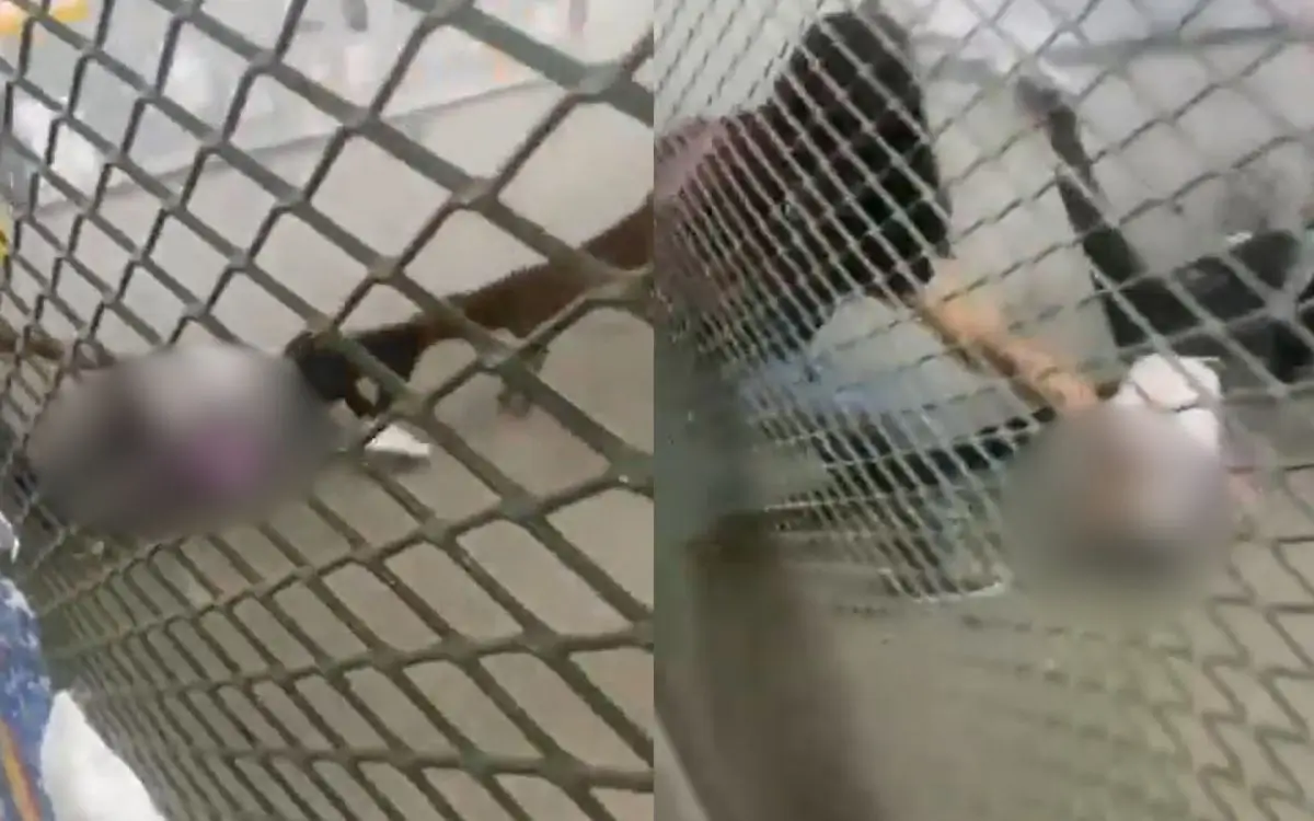 Pitbull invade escola em Belford Roxo