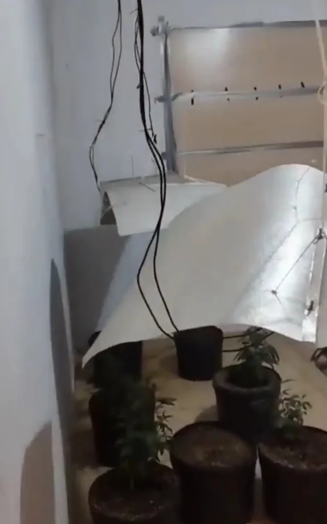 Policiais encontraram 57 pés de cannabis sativa na estufa improvisada