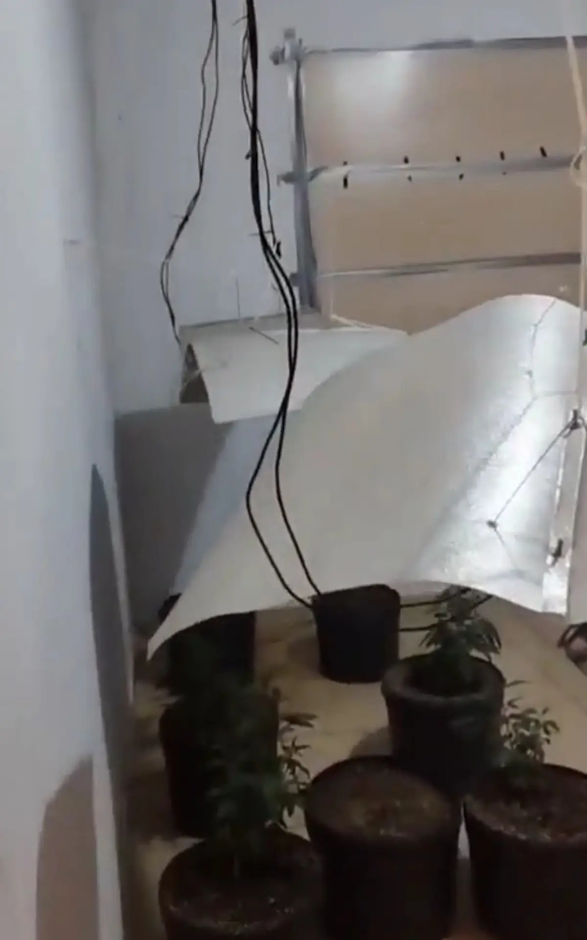 Policiais encontraram 57 pés de cannabis sativa na estufa improvisada