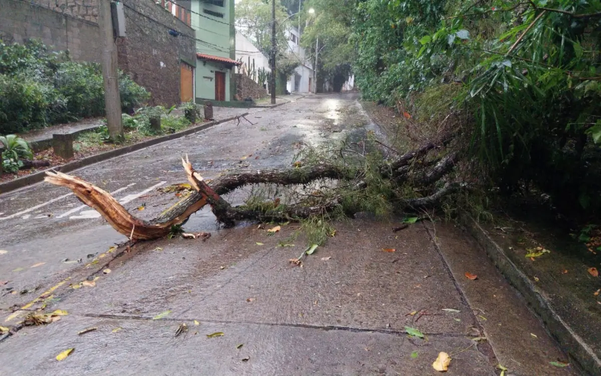 Temporal derrubou galho de árvore na Estrada das Canoas, em São Conrado