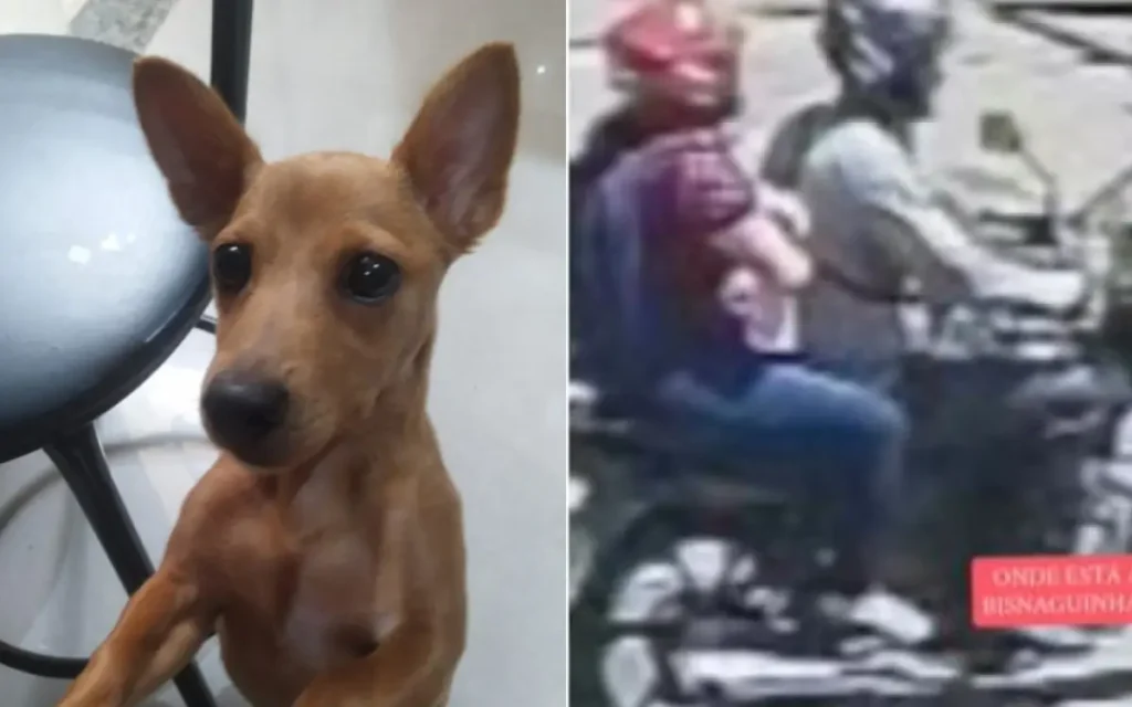 Bisnaguina foi levada por um casal em uma moto