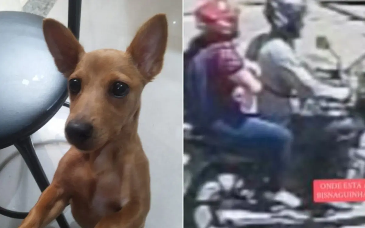 Bisnaguina foi levada por um casal em uma moto