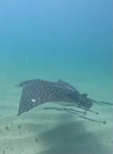 Raia-chita gigante