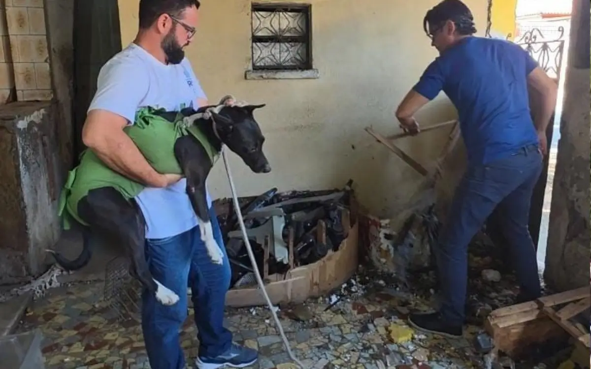 Animais estavam abandonados em condições insalubres no interior da residência