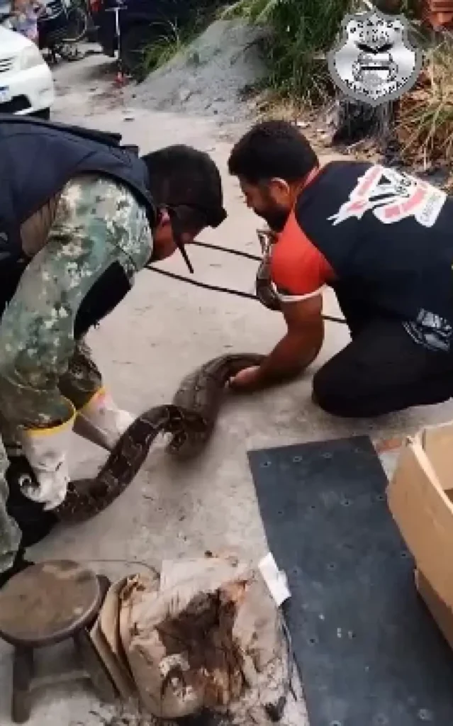 jiboia resgatada em Cabo Frio