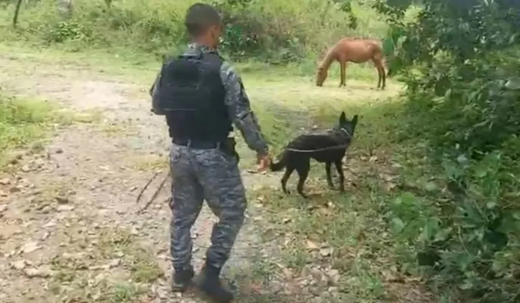 Policiais civis receberam auxílio do Batalhão de Ações com Cães