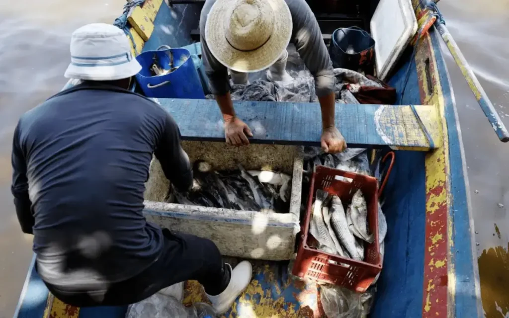 Mercúrio em peixes da Baía de Guanabara