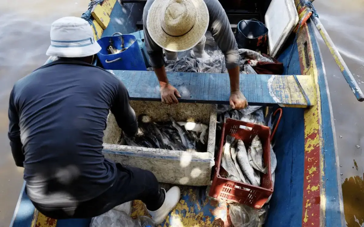 Mercúrio em peixes da Baía de Guanabara