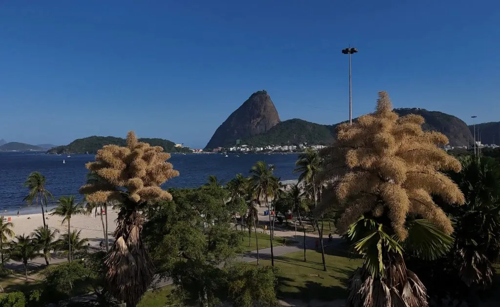 palmeira talipot no Rio