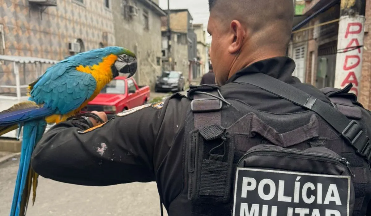 Polícia encontra arara-canindé em imóvel do tráfico