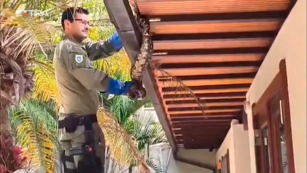 Resgate de jiboia em Niterói