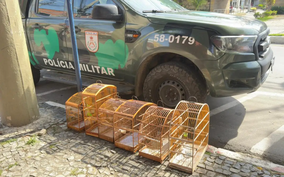 apreensão de pássaros em Paraíba do Sul