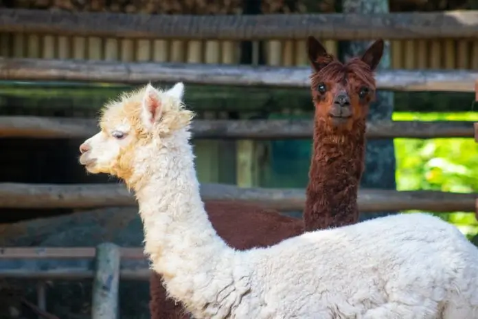 Alpacas no BioParque do Rio